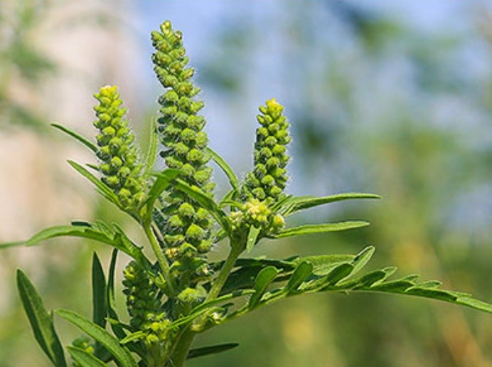 Ambrosia artemisiifolia