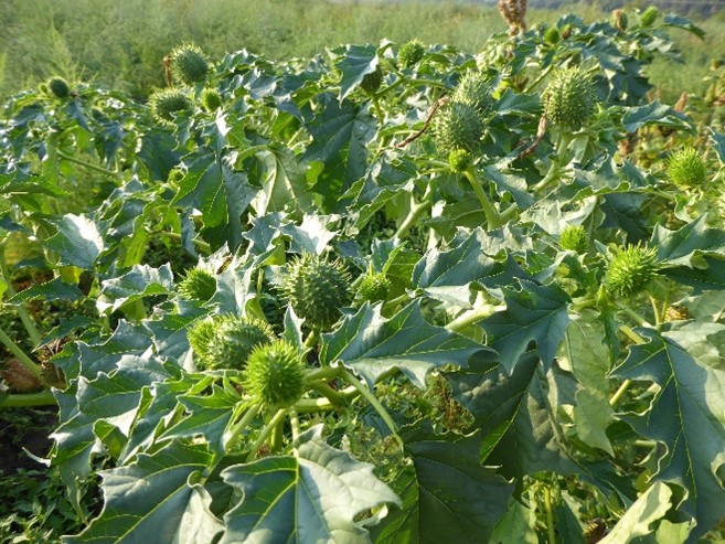 Das Bild zeigt mehrere Stechapfel-Pflanzen (Datura stramonium L.) mit den charakteristischen stacheligen Früchten, noch im geschlossenem Zustand, auf einem Acker.