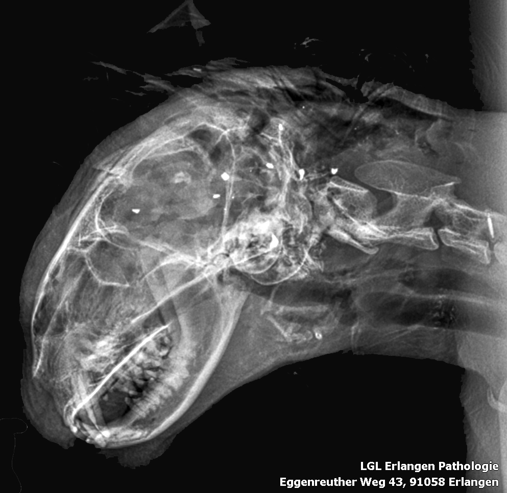Röntgenbildaufnahme in schwarz und weiß von Kopf und Hals einer Katze. 
