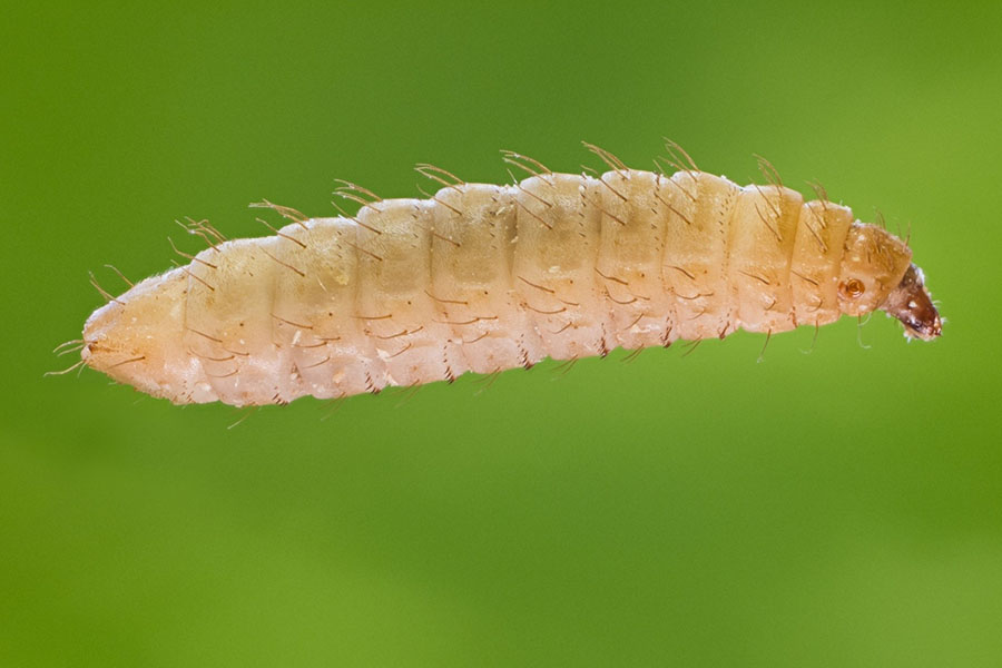 Das Bild zeigt eine Larve der soldatenfliege